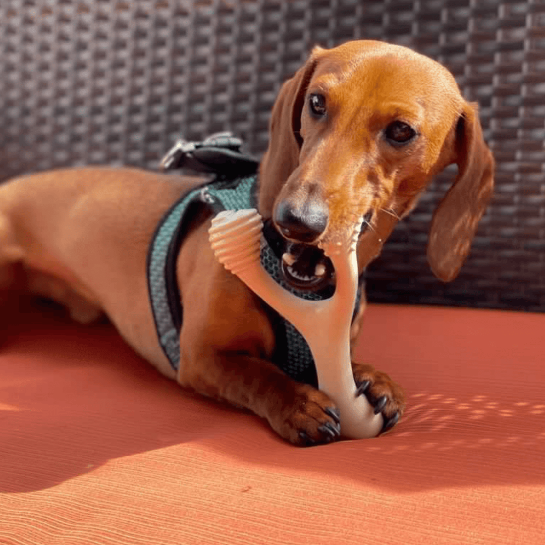 BetterBone HARD -Durable, All-Natural, No Nylon, Sustainable: Beef / Mini (Dogs 5 to 20lbs)