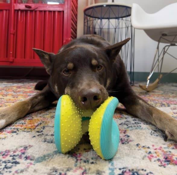 KONG® Rerun Whoosh Ball Dog Fetch Toy Assorted Medium/Large
