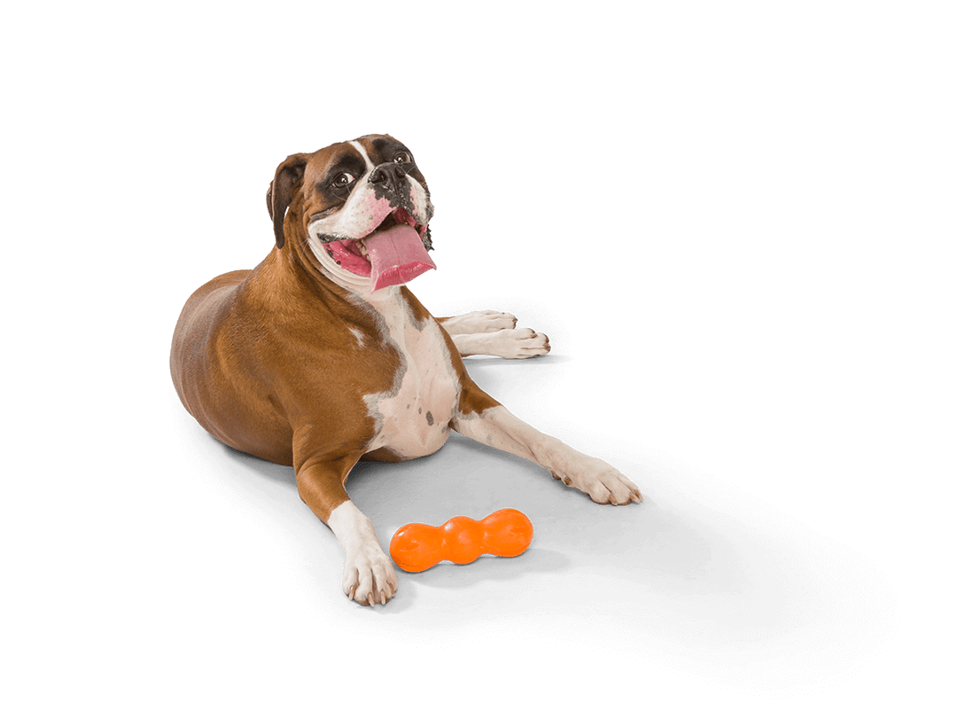 West Paw Rumpus® Dog Chew Toy: Aqua Blue