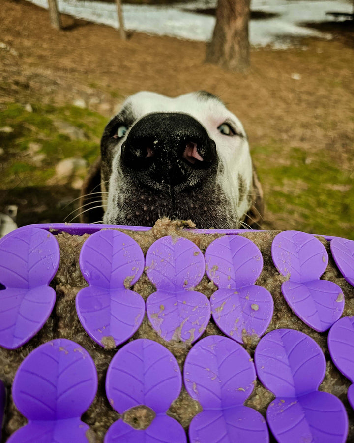 Great Dane sniffing a purple textured dog lick mat outdoors