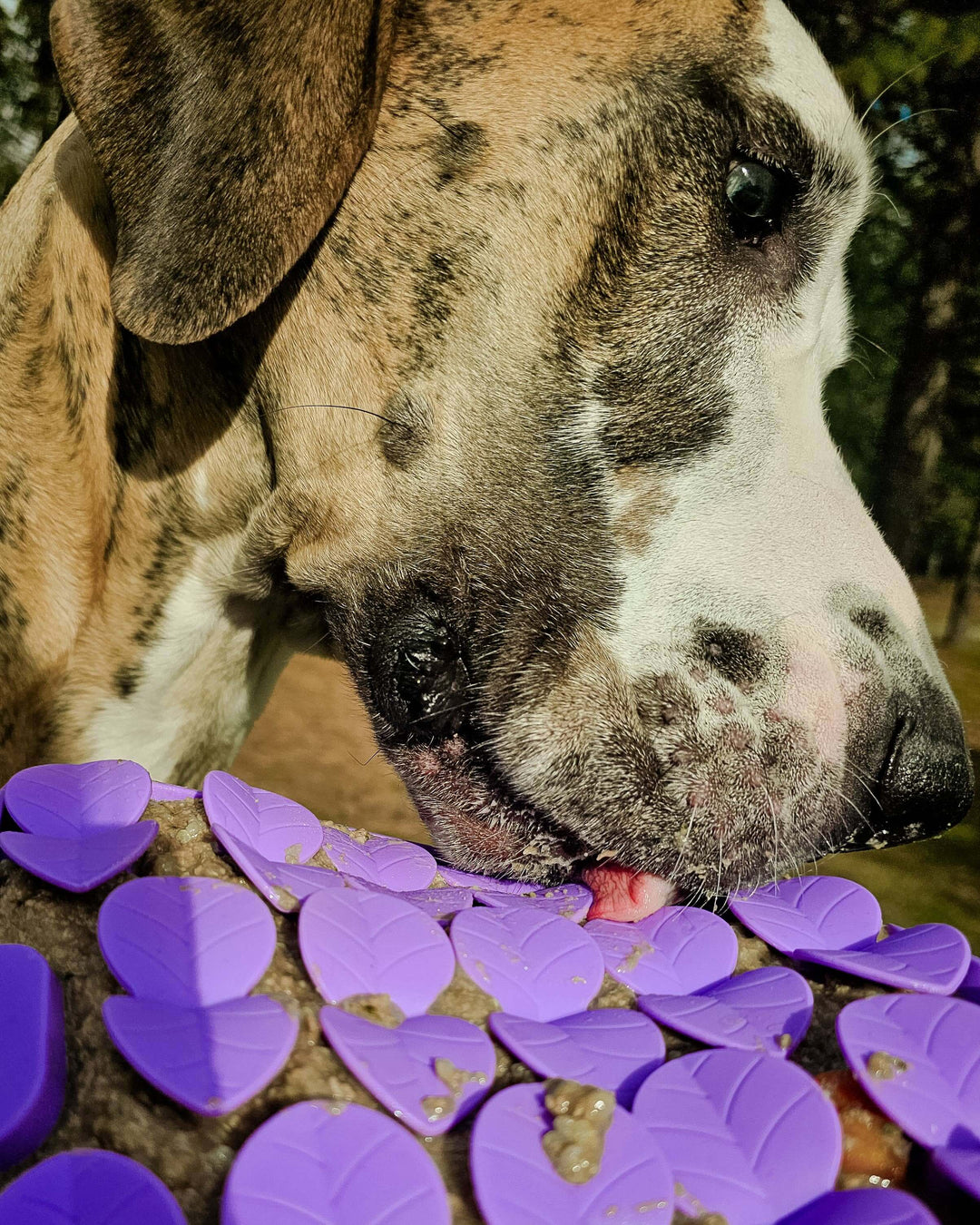 Large brindle dog licking a purple silicone dog lick mat during treat time