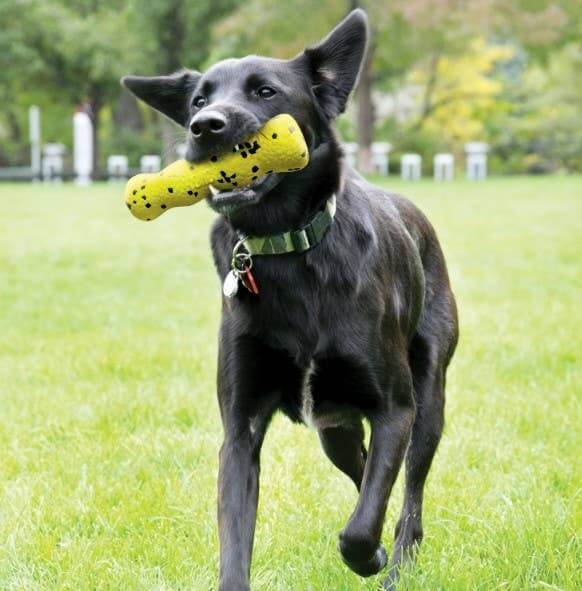 Black dog running on grass with a yellow toy in its mouth