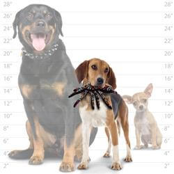 Dog toy size comparison chart featuring a small Chihuahua, a medium-sized Beagle with a rope toy, and a large Rottweiler, helping pet owners choose the right toy size for their dogs.