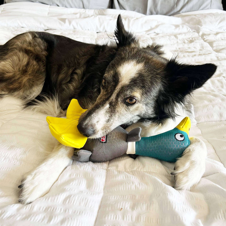 Dog lying on a bed with a duck-shaped toy in its mouth