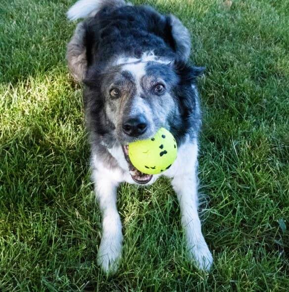 Dog playing with a yellow ball on grass