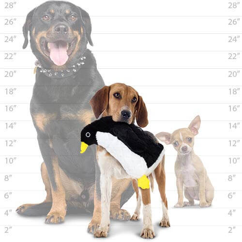 Three dogs of different sizes stand in front of a height chart. The largest dog is a Rottweiler, the medium-sized dog is a Beagle holding a plush penguin-shaped dog toy, and the smallest dog is a Chihuahua. The chart behind them shows heights from 2 inches to 28 inches.