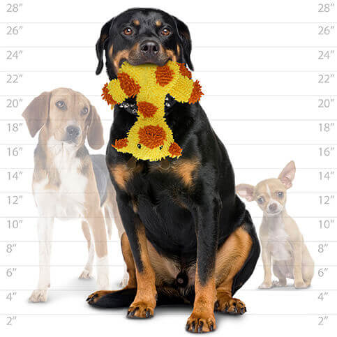 Mighty® Micro Ball Giraffe Dog Toy: A large dog holding a plush giraffe toy with a fuzzy yellow body and orange spots, in front of a height chart with a Beagle and a Chihuahua for scale. Soft and playful.