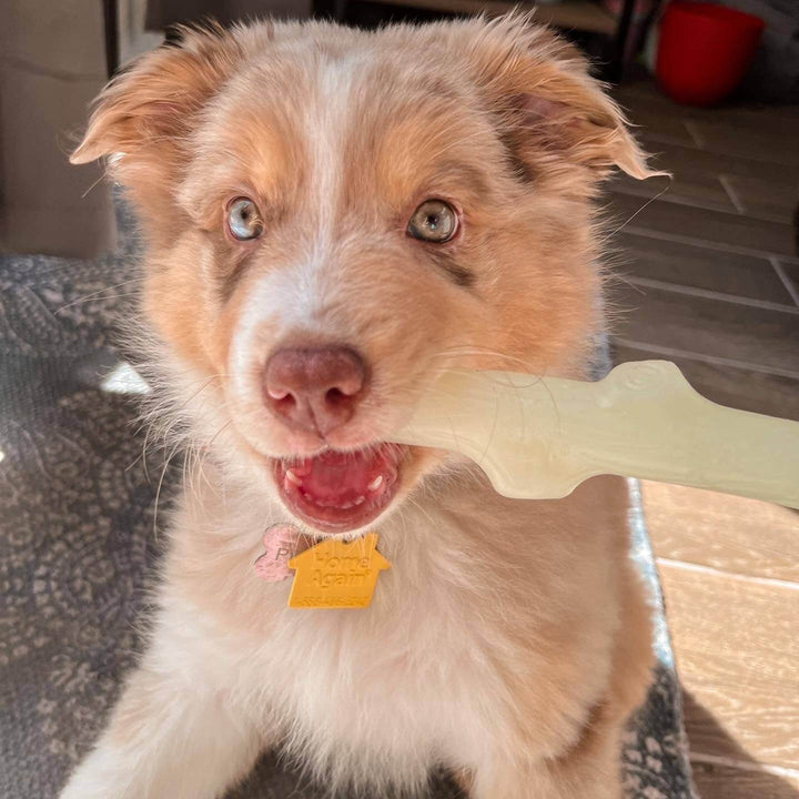 Spunky Pup Fetch & Glow Stick