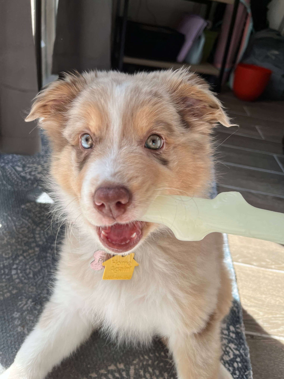 Spunky Pup Fetch & Glow Stick