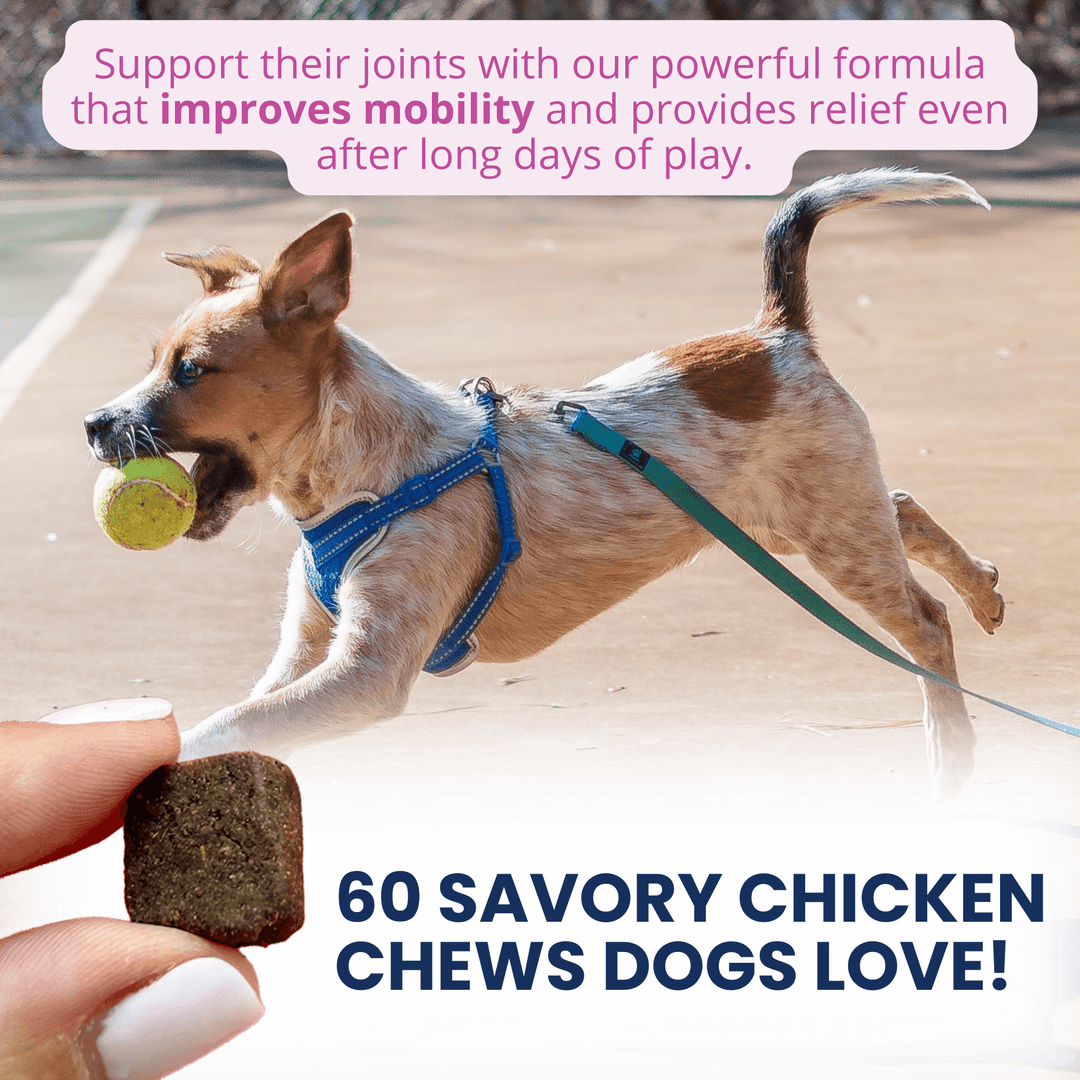 Hip & Joint Mobility Soft Chews for Dogs