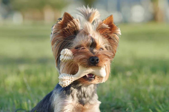 BetterBone Hard Beef Dog Chew Toy Large
