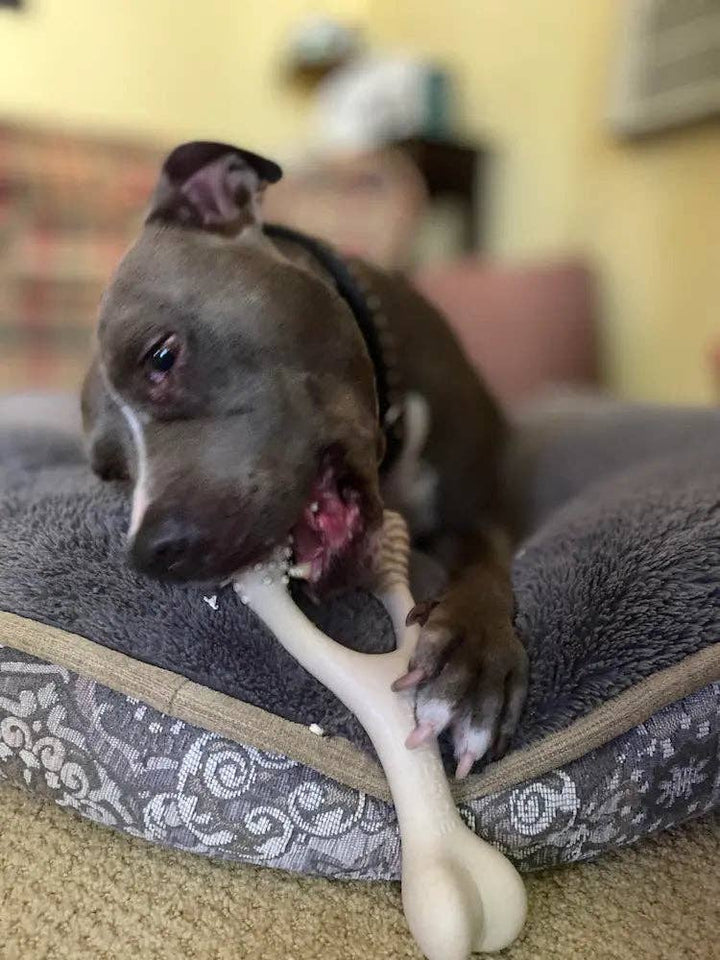 BetterBone HARD -Durable, All-Natural, No Nylon, Sustainable: Beef / Mini (Dogs 5 to 20lbs)