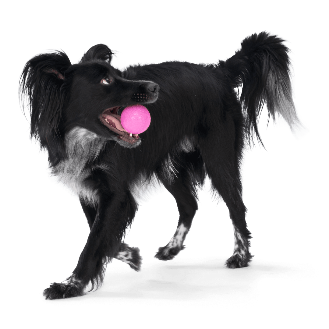 Boundr® 2-Pack Dog Toy Ball for Play, Chew, and Fetch: Glow