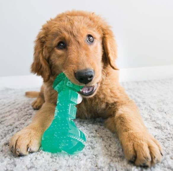 Puppy playing with a green chew toy on a carpeted floor.