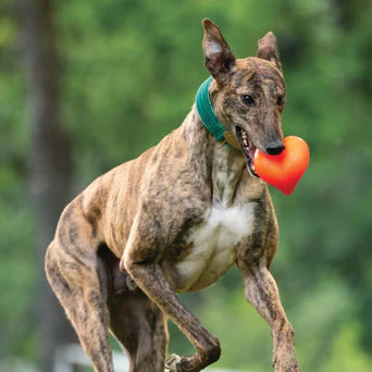 DAWG HART RED Garantía de por vida