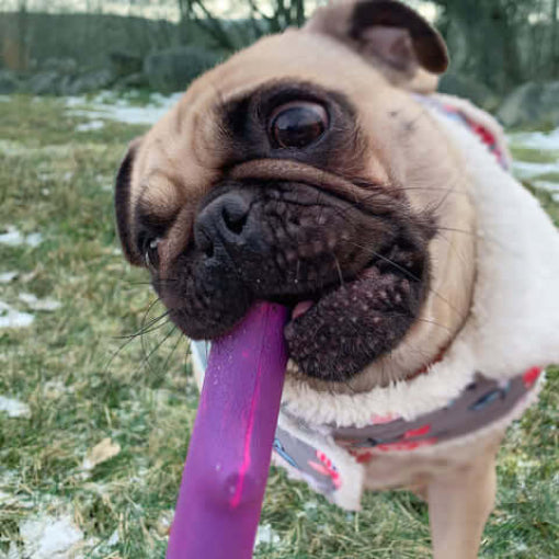Pug dog with a purple toy in its mouth outdoors on grass