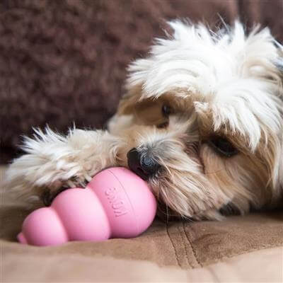 KONG® Puppy